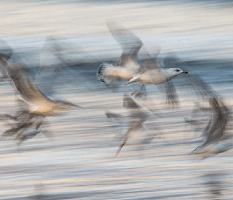 Flurry of Flutter