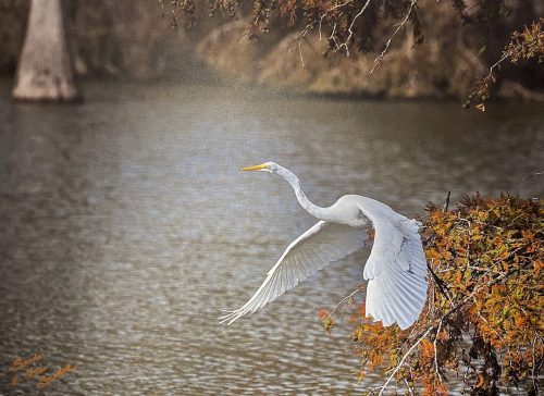 Flight of the Great White Egret