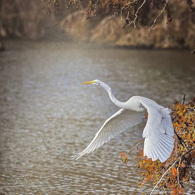 Flight of the Great White Egret