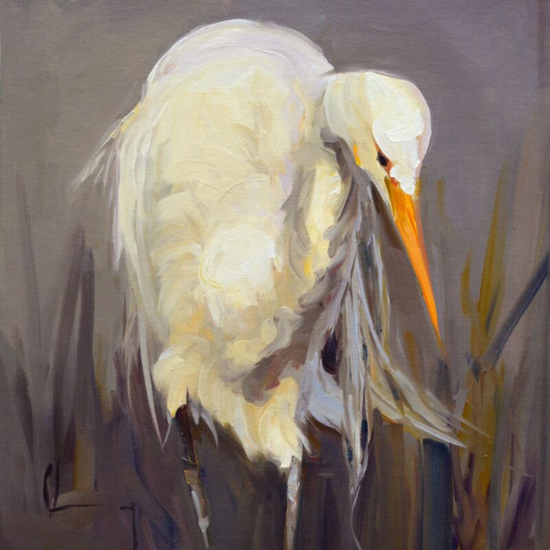 Snowy Egret V
