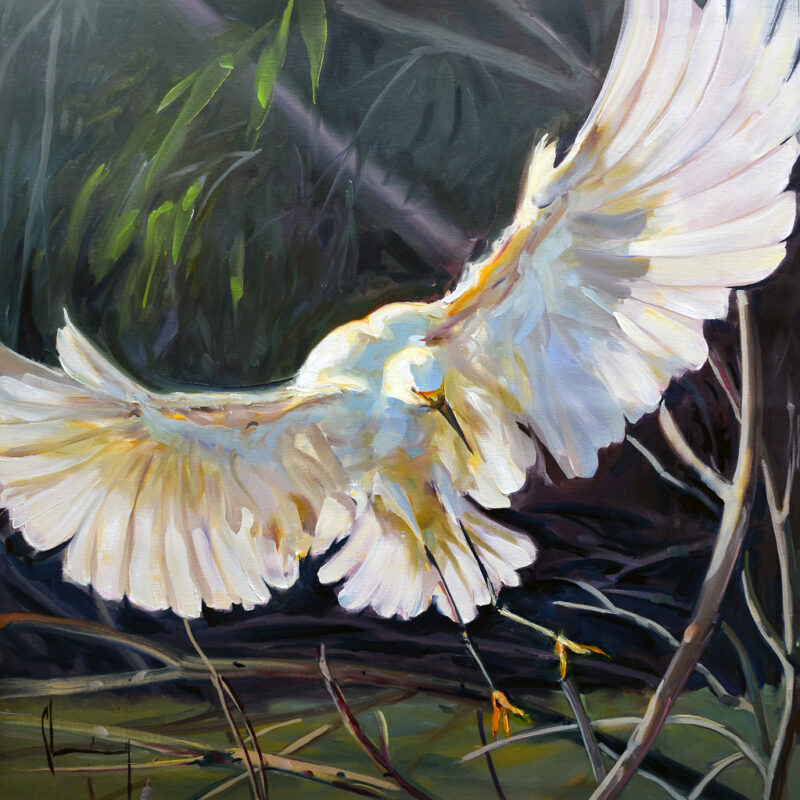 Snowy Egret