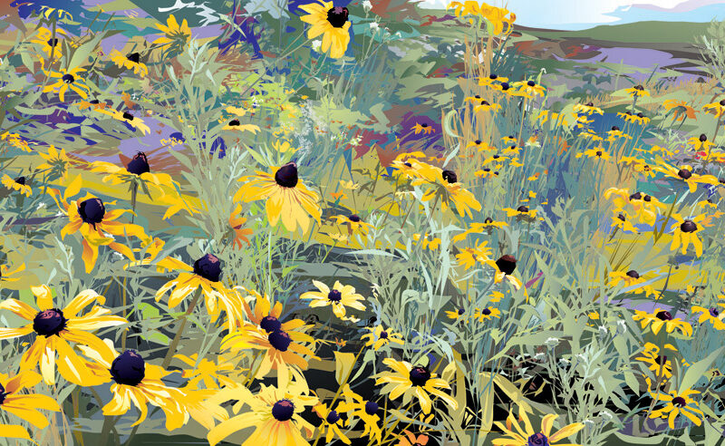 Black-Eyed Susans